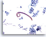 Click to enlarge Image 5