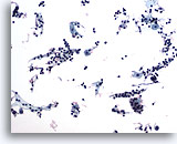 Click to enlarge Image 2