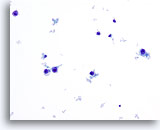 Click to enlarge Image 2