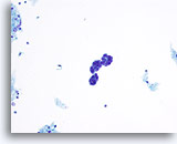 Click to enlarge Image 2