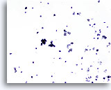 Click to enlarge Image 2