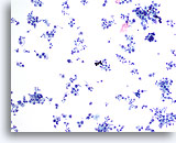 Click to enlarge Image 2