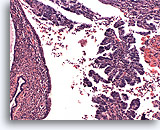 Click to enlarge Image 2