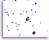 Click to enlarge Image 5