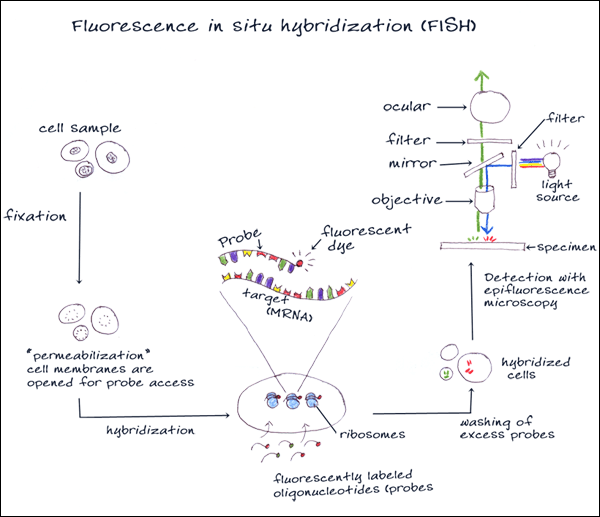 Fluorescence in situ hybridization (FISH)