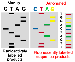 Automated Sequence Analysis