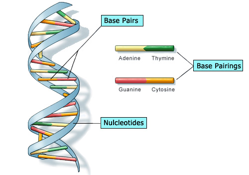 DNA