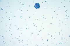 ThinPrep® Non-Gyn slide 10x